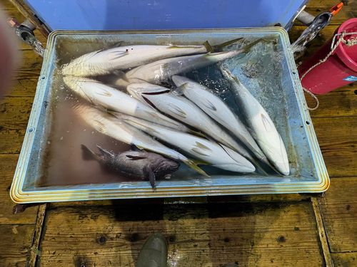 三陸海岸（岩手）