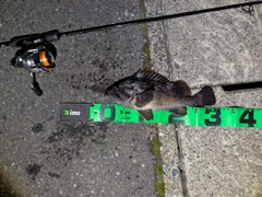 クロソイの釣果