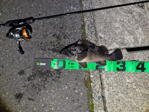 クロソイの釣果