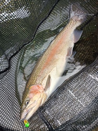 ニジマスの釣果