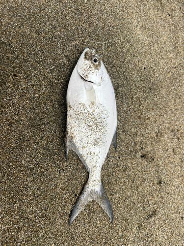 コバンアジの釣果