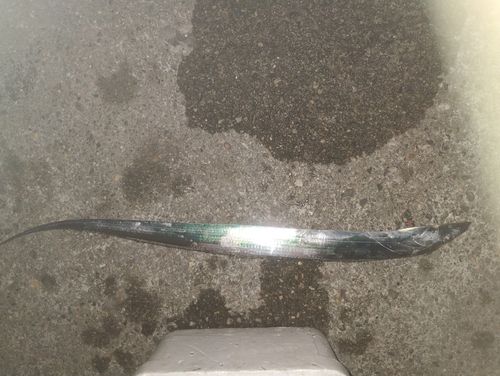 タチウオの釣果