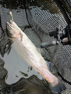 ニジマスの釣果