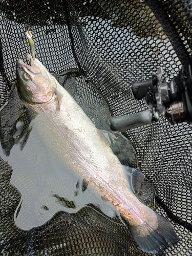 ニジマスの釣果
