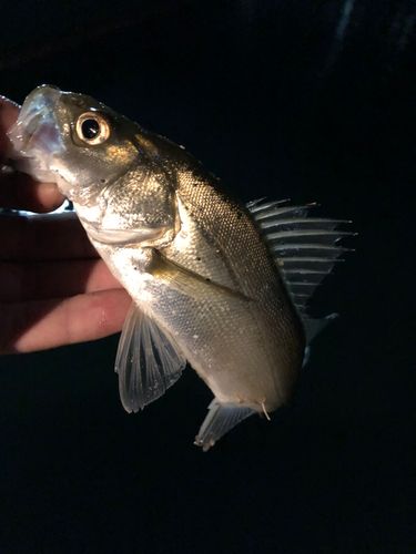 セイゴ（マルスズキ）の釣果