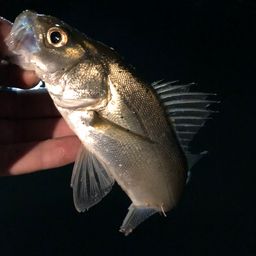 セイゴ（マルスズキ）