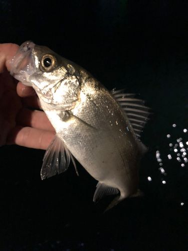 セイゴ（ヒラスズキ）の釣果