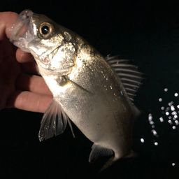 セイゴ（ヒラスズキ）