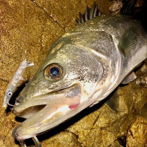 シーバスの釣果