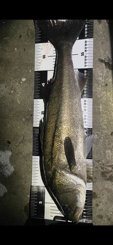 ディズニーリゾート付近