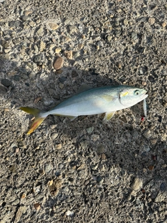 コゾクラの釣果