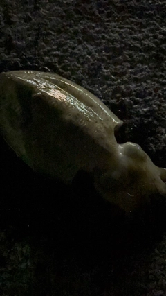 コウイカの釣果