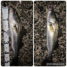 フッコ（マルスズキ）