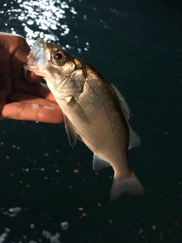 セイゴ（ヒラスズキ）の釣果