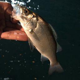 セイゴ（ヒラスズキ）