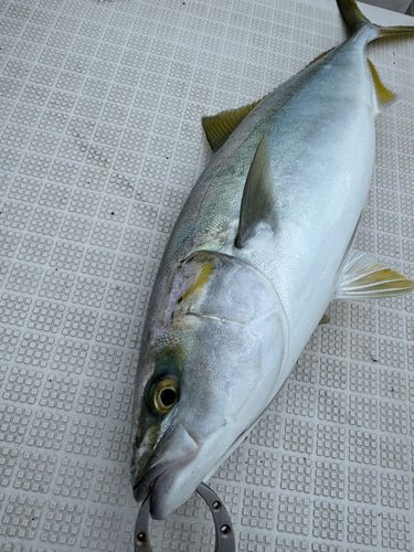 イナダの釣果