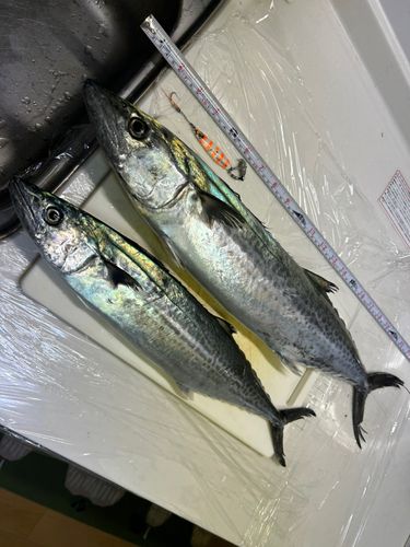 忠岡木材コンビナート