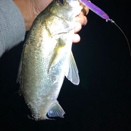 セイゴ（マルスズキ）