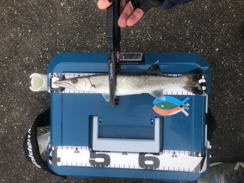 オニカマスの釣果