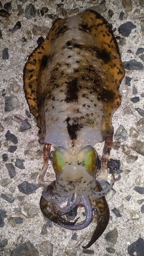 アオリイカの釣果