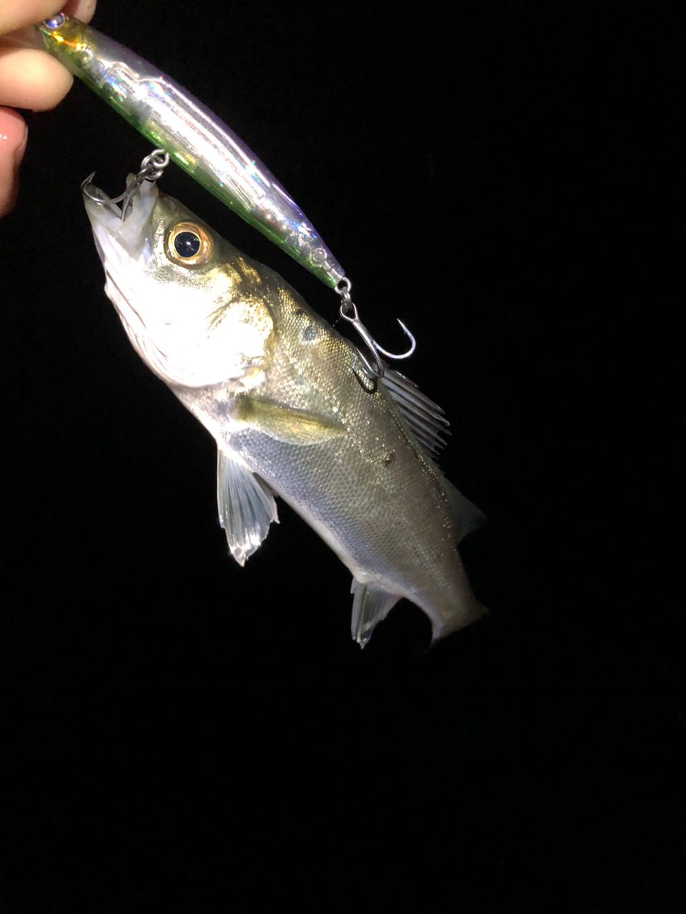 セイゴ（マルスズキ）