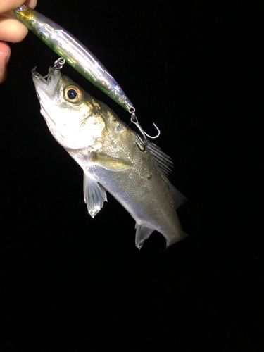 大村湾（南部）