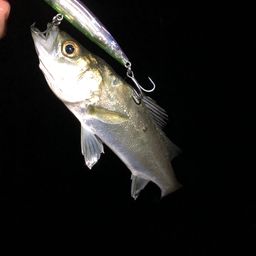 セイゴ（マルスズキ）