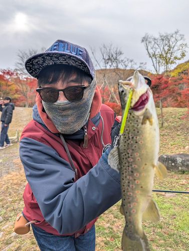 ブラウントラウトの釣果