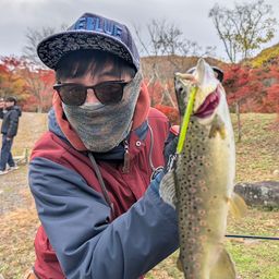 ブラウントラウト