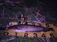 ニホンナマズの釣果