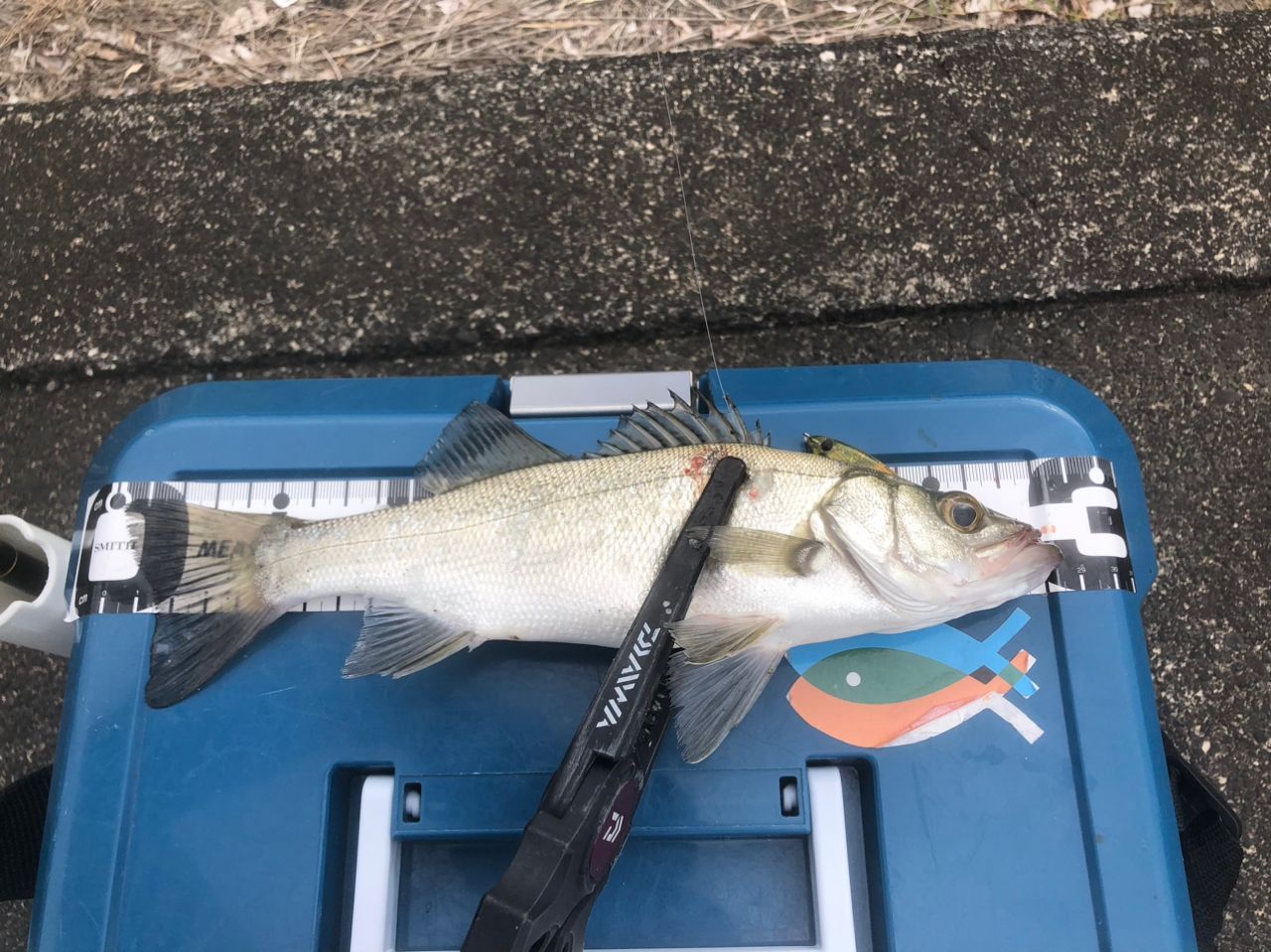 セイゴ（ヒラスズキ）