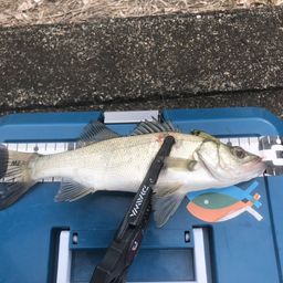 セイゴ（ヒラスズキ）