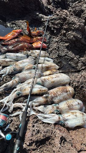 アオリイカの釣果