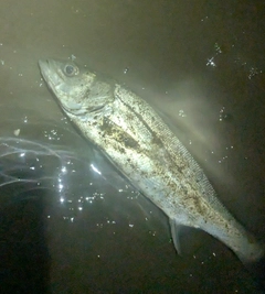 セイゴ（マルスズキ）の釣果