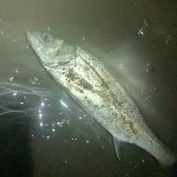 セイゴ（マルスズキ）