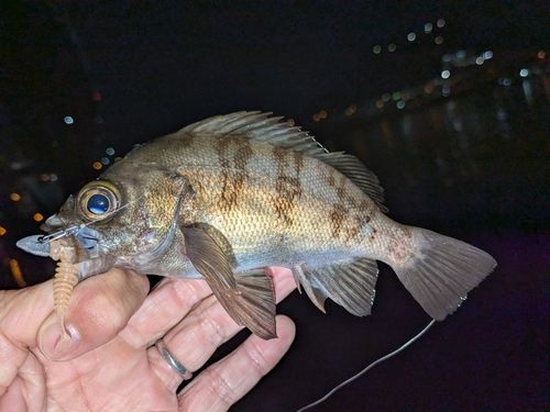 メバルの釣果