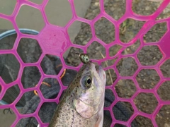 ニジマスの釣果