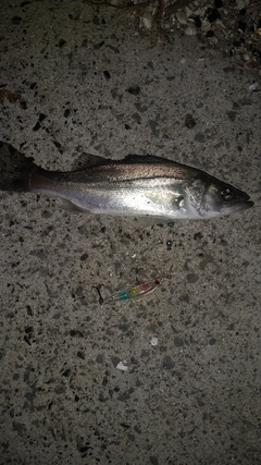 セイゴ（ヒラスズキ）の釣果