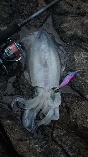 アオリイカの釣果