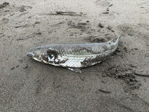 辻堂海浜公園前