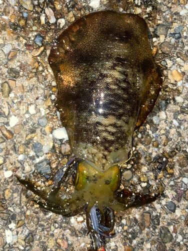 アオリイカの釣果