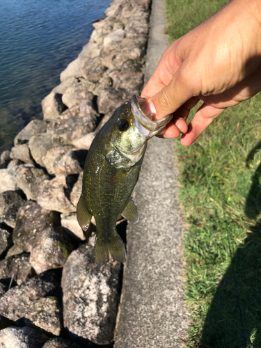 ブラックバスの釣果