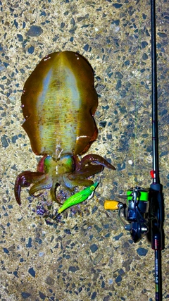 アオリイカの釣果
