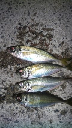 アジの釣果