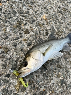 スズキの釣果