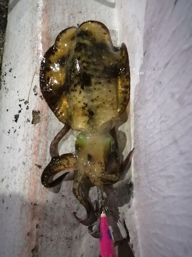 アオリイカの釣果