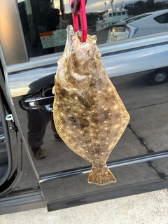 ヒラメの釣果
