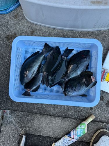 クチブトグレの釣果