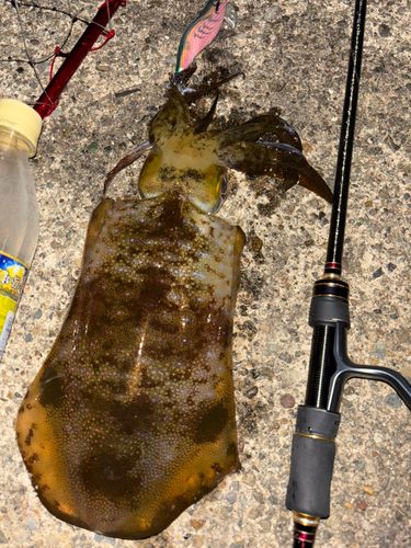 アオリイカの釣果