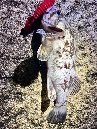 クロソイの釣果